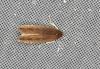 Limnaecia phragmitella